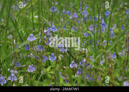 Veronica chamaedrys fleurs dans la forêt de printemps, fleurs bleues dans les bois Banque D'Images