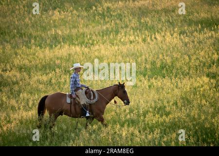 Cowhand Sam cheval dans le pâturage à Dennis Ranch, Red Owl, Dakota du Sud. Banque D'Images