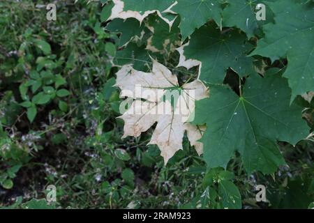 Acer platanoides feuilles dans la forêt d'été, arbre malade, grosse feuille Banque D'Images