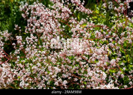 Londres fierté (saxifraga x urbium) fleurs en fleur Banque D'Images