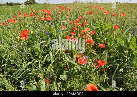 Au milieu de l'été, diverses fleurs sauvages poussent dans le champ. Banque D'Images