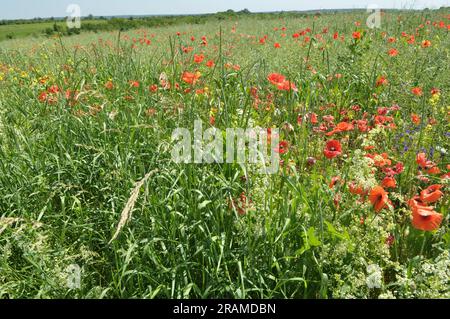 Au milieu de l'été, diverses fleurs sauvages poussent dans le champ. Banque D'Images