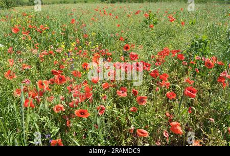 Au milieu de l'été, diverses fleurs sauvages poussent dans le champ. Banque D'Images