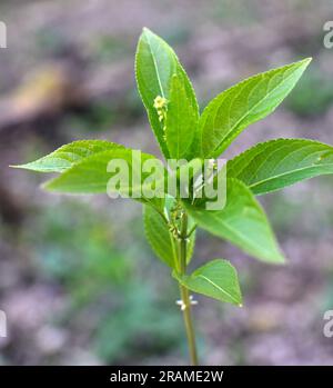 Au printemps, dans la nature, le Mercurialis perennis pousse dans la forêt Banque D'Images