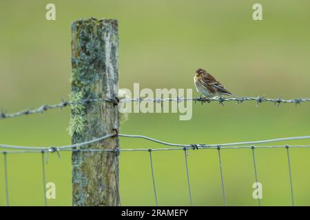 Twite Linaria flavirostris, femelle adulte perchée sur une clôture métallique, Sorisdale, Coll, Écosse, Royaume-Uni, Mai Banque D'Images