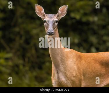 Le cerf Doe Banque D'Images