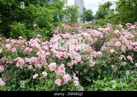 Little Island dans Hudson River Park, New York Banque D'Images