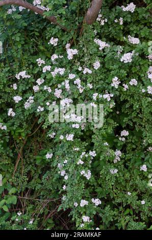 Multiflora Rose, Rosa Multiflora Banque D'Images