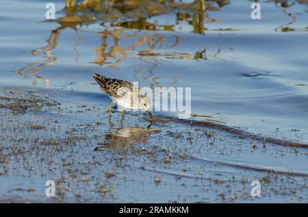 Sandpiper taché, Actitis macularius, recherche de nourriture Banque D'Images