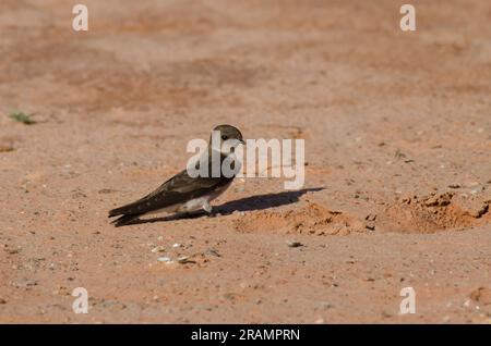 Hirondelle à ailes rugueuses du Nord, Stelgidopteryx serripennis Banque D'Images