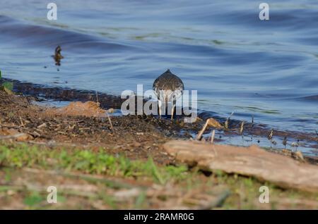 Sandpiper taché, Actitis macularius, recherche de nourriture Banque D'Images