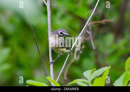 Viréo à tête bleue Vireo solitarius Banque D'Images