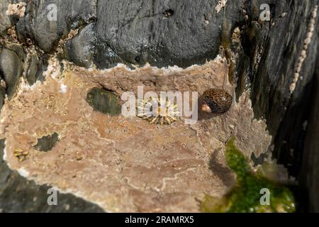 Coquille supérieure doublée ou Phorcus lineatus partiellement sous l'eau avec limpet dans la piscine rocheuse bordée d'algues corallines Banque D'Images