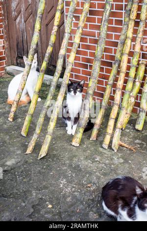 Chats dans la rue regardant le mouvement. Sans-abri. Protection des animaux et concept d'adoption Banque D'Images