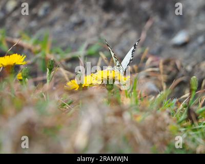 Papillon blanc avec motif d'aile noir et jaune-orange sur une fleur jaune de pissenlit, côte australienne Banque D'Images