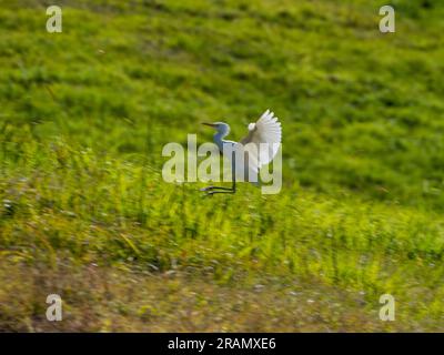 Oiseaux australiens, Egret blanc, ailes levées plumes s'étendaient en arrivant pour un atterrissage de vol Banque D'Images