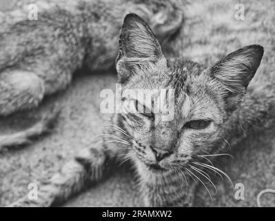 Le chat mère et le chat bébé Banque D'Images