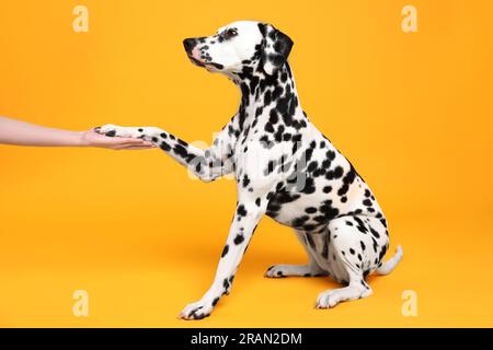 Adorable chien dalmatien donnant patte à la femme sur fond jaune. Animal de compagnie charmant Banque D'Images