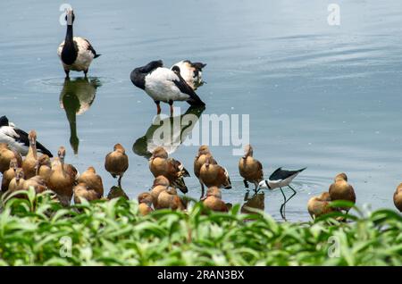 Oiseaux aquatiques, canards siffleurs à plumes, Dendrocygna eytoni, avec oies de la vache, Anseranas semipalmata, Et pied échopette, échopette à tête blanche, Himantopus leuco. Banque D'Images