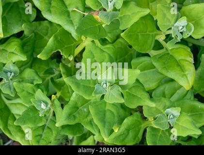Feuilles de Tetragonia de la plante d'épinards de la Nouvelle-zélande vue de près d'en haut à l'extérieur Banque D'Images