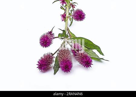 Plante d'herbe à feu (Celosia spicata), fleur sur fond blanc Banque D'Images