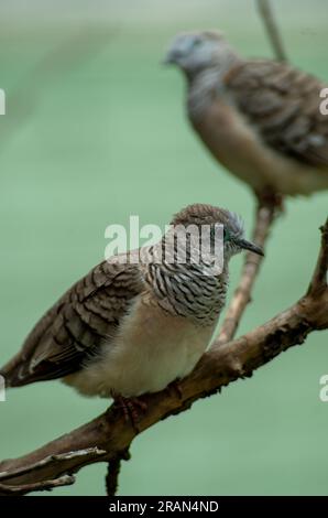 Colombe paisible, Geopelia placida, Malanda, Australie. Banque D'Images