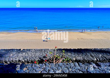 Lanzarote Îles Canaries Puerta del Carmen nageurs de plage principaux marcheurs et une belle plante épineuse rouge épineuse épineuse au premier plan dans les rochers avec bleu profond s Banque D'Images