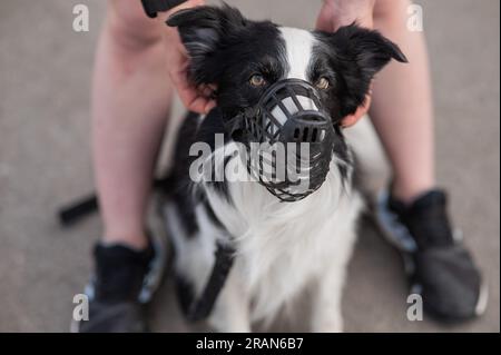 Femme marche 2 chiens. Gros plan des jambes de femmes, bordure de collie et taureau terrier dans les muzzles et sur les laisses lors d'une promenade à l'extérieur. Banque D'Images