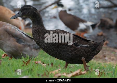 Les canards sont de si beaux oiseaux. Banque D'Images