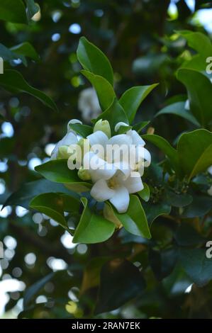 Fleurs blanches de jasmin orange Banque D'Images