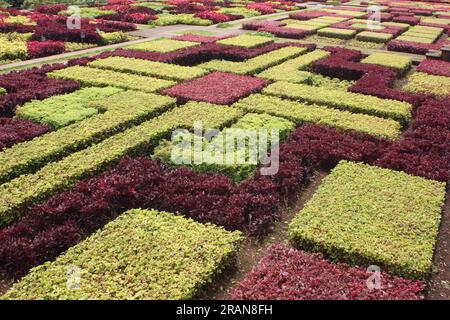 Le jardin chorégraphié dans les jardins botaniques de Funchal, Madère, Portugal Banque D'Images