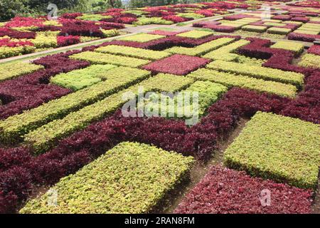 Le jardin chorégraphié dans les jardins botaniques de Funchal, Madère, Portugal Banque D'Images