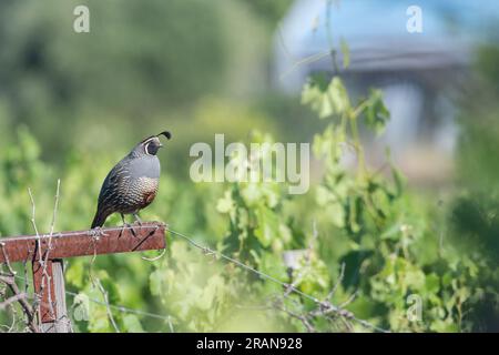 Caille californienne (Callipepla californica) perchée au milieu de vignes destinées à la production de vin dans un vignoble du comté de Sonoma. Banque D'Images