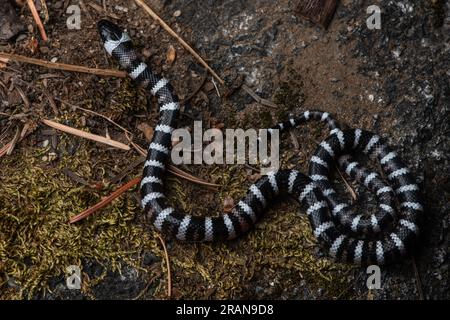 Un petit serpent-roi de montagne de Californie (Lampropeltis zonata) des montagnes de la Sierra Nevada dans le parc national de Yosemite, Californie. Banque D'Images