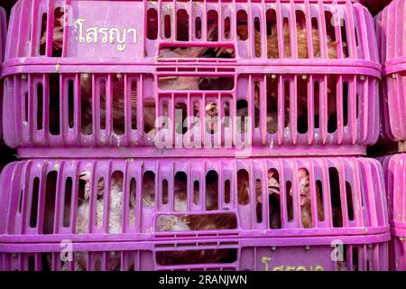 Les poulets vivants sont empilés dans des caisses en plastique au marché Khlong Toei à Bangkok, en Thaïlande, le 22 février 2023. Banque D'Images