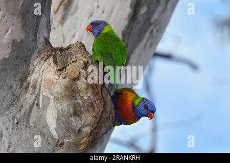 Deux oiseaux Australian Adult Rainbow Lorikeets -Trichoglossus moluccanus- perchés sur un creux d'eucalyptus gommier à la recherche de nourriture dans une lumière douce Banque D'Images