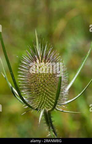 Dipsacus fullonum, fleurs sauvages de thé dans le foyer macro sélectif de jardin. Banque D'Images