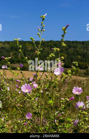 Malva thuringiaca Lavatera thuringiaca, la plante-arbre de jardin, est une espèce de plante florale de la famille des Malvaceae. Banque D'Images