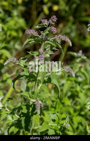 Dans la menthe sauvage pousse long-leaved Mentha longifolia. Banque D'Images