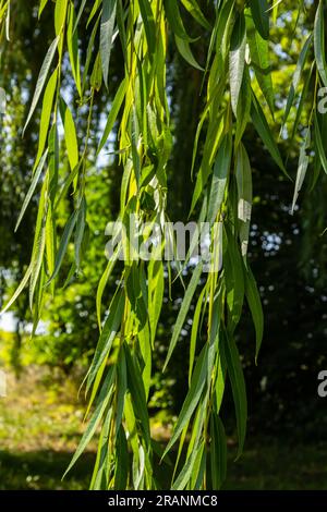 Le saule doré pleurant est l'arbre pleurant le plus populaire et le plus cultivé dans les régions tempérées chaudes du monde. Banque D'Images