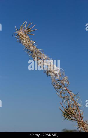 Gros plan d'une tête de graine blanche séchée d'herbe à feu ou de grande wlowherb ou rosebay willowherb Chamaenerion angustifolium aginst un bac brun doré flou Banque D'Images