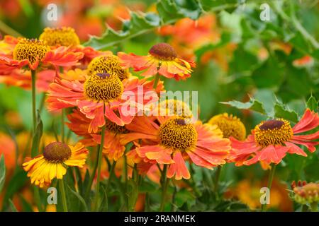 Herbe à éternuement, Helenium Waldtraut, fleur d'Helen, herbe à éternuement, vivace, Fleurs bronze-orange, en forme de Marguerite Banque D'Images