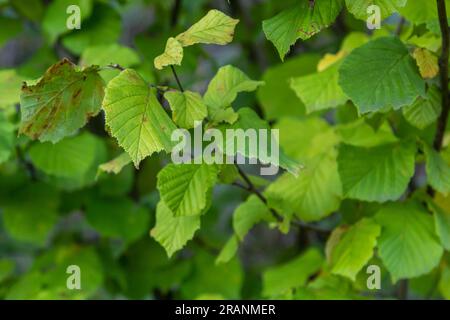 Le ciel bleu vert vif laisse sur des branches délicates magnifiquement rétroéclairé dans une forêt. Banque D'Images