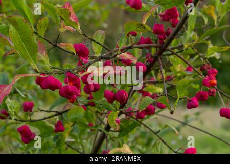 Euonymus europaeus european Common spindle capsulaire mûrissant les fruits d'automne, rouge à violet ou rose avec des graines d'orange, feuilles colorées d'automne. Banque D'Images