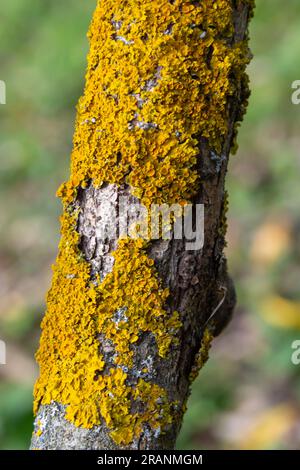 Xanthoria parietina lichen orange commun, échelle jaune, lichen solaire maritime et lichen de rivage sur l'écorce de branche d'arbre. Branche fine sèche avec ora Banque D'Images