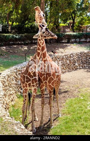 RAMAT GAN, ISRAËL - 25 SEPTEMBRE 2023 : ce sont deux girafes dans l'enceinte du parc safari. Banque D'Images