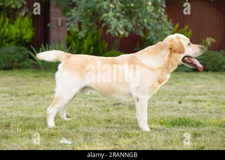 Portrait de chien labrador retriever de race pure se tient à l'extérieur dans le parc d'herbe sur la journée ensoleillée d'été. Banque D'Images