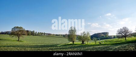 vaches de boeuf dans la campagne belge près de la province néerlandaise de limbourg au printemps Banque D'Images