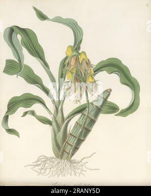 Orchidée catasetum à gros fruits, gobelet de singe ou orchidée à tête de moine, Catasetum macrocarpum. Tridendate catasetum, Catasetum tridentatum. Envoyé de l'île de Trinidad par le botaniste Eduard Freiherr von Schack, baron de Schack. Gravure sur cuivre coloriée à la main par Joseph Swan d'après une illustration botanique de William Jackson Hooker tirée de son Exotic Flora, William Blackwood, Édimbourg, 1823-27. Banque D'Images