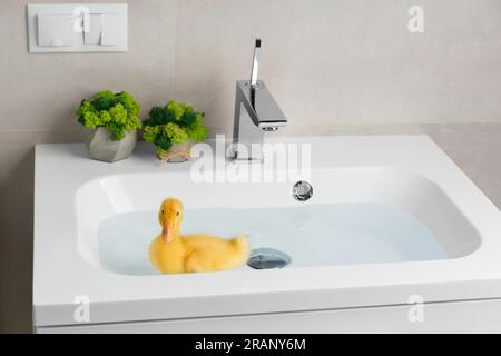 Un mignon caneton drôle et animé nage dans l'eau à la maison dans un lavabo blanc. Petit canard flottant. Banque D'Images